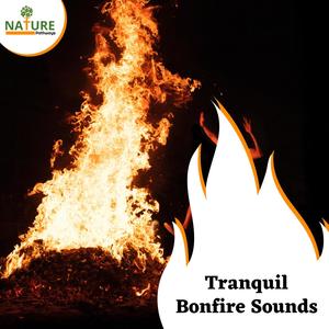 Tranquil Bonfire Sounds