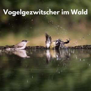 Ein Tag im Wald