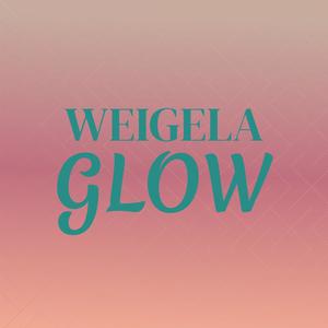 Weigela Glow