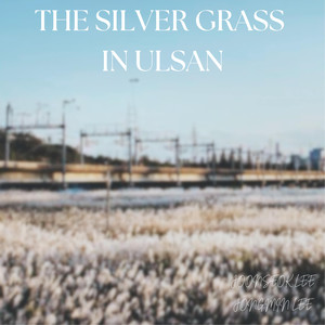 The Silver Grass in Ulsan