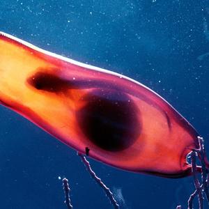 Baby $hark(feat. Tiger) (Explicit)