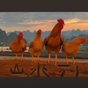 广西撞死四只鸡（新疆马蹄打了贝贝）