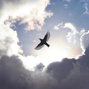 天空飞鸟