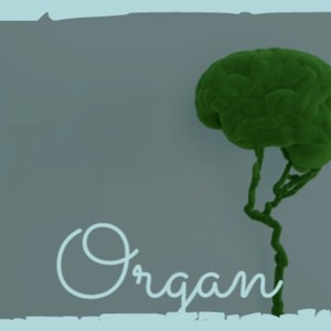 Organ