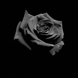 BLACK ROSE