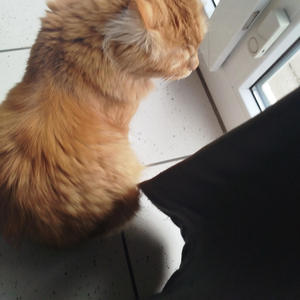 Ich vergesse dich nie