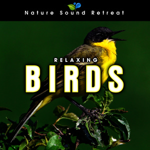 Relaxing Birds