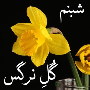Bya Bya Ba Pe Sham