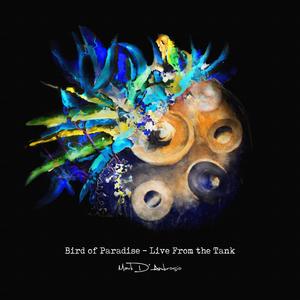 Bird of Paradise - Live From the Tank