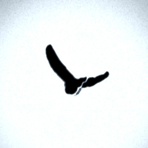 birds (I‘ll try to fly)