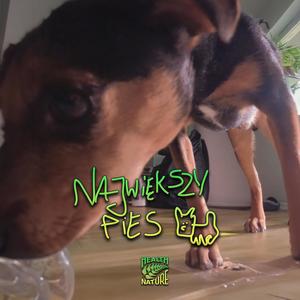 Największy Pies (feat. MVZR) [Explicit]