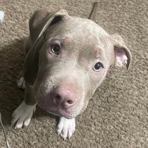 On fire (feat. Pudgy_boy) (Explicit)