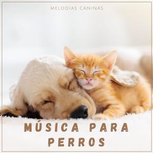 Alegres Estrellas en el Cielo