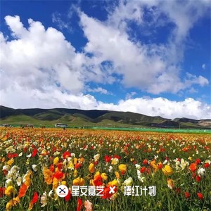 哒啦啦二牡丹