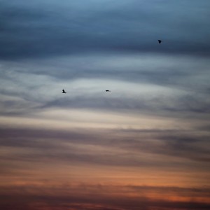 囚鸟 (R&B)