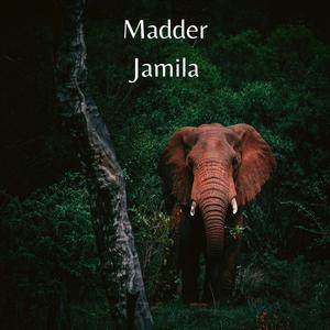 Jamila (Extended Mix)