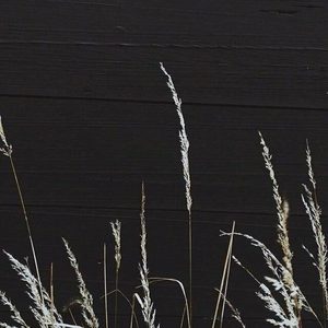 平淡日子里的刺