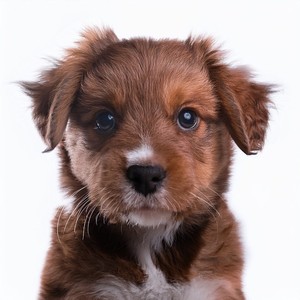 Orejas Leales Escuchando