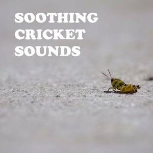 Fresh Cricket Sounds