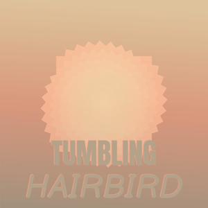 Tumbling Hairbird