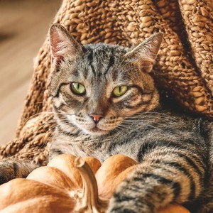 Tranquil Music for Felines
