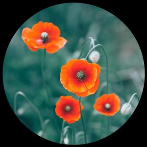 Bloody Fields(feat. Enko)