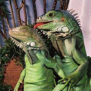 Lizard Love