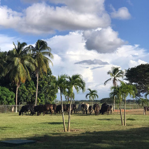 TORO PARRANDA Y TERNERA