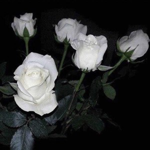 浊夜吞噬 与你永恒沉睡