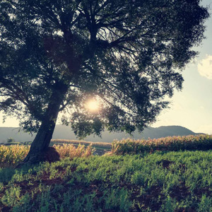 山上的歌，水边的妹