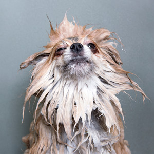 Shake You Off (Explicit)