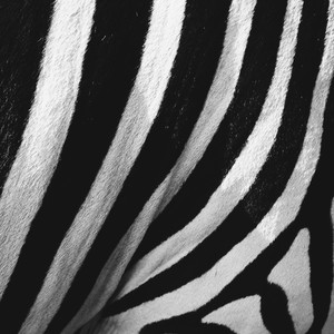 Zebra Stripes