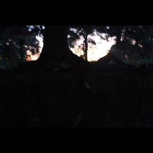 wolves