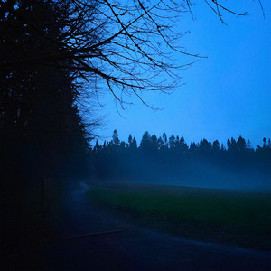 Forest of Firefly Lights