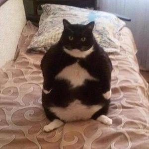 fatcat (Explicit)