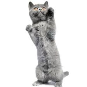 Perm - Booted Up Ham (Explicit)