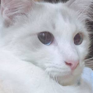 古树芸鸢 - 蜜蜂