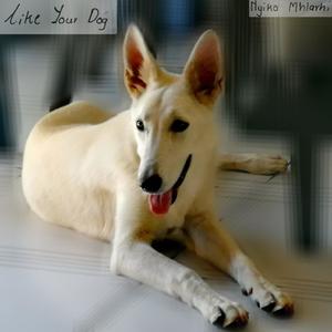 Like Your Dog