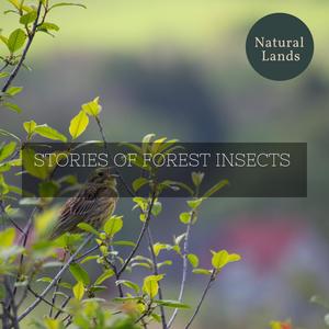 Stories of Forest Insects