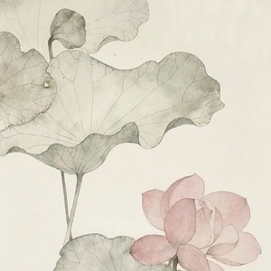 雪山灵芝 - 爱殇 |古筝曲欣赏