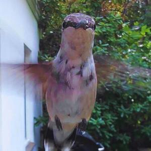 Dub C Hummingbird (feat. Grant Calvin Weston, Timothy Ragsdale, Lee Clarke & Max Ilan Hoenig) (Live at Turkshead|Live)