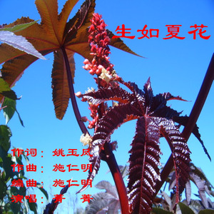 生如夏花
