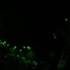 Cold drank (Explicit)