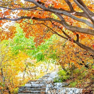 相思枫叶丹.长相思