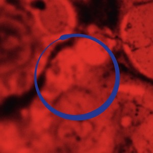 In Wonnenhieben (Douce Mix|feat. The Allegorist)