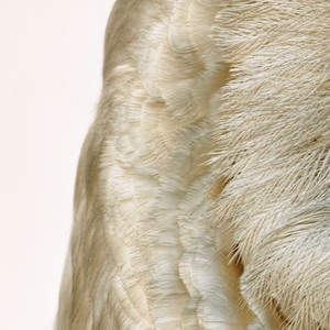 The Headmaster's Hand on the Back of Your Knee