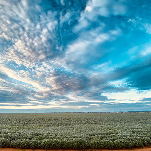 On My Way Home (Demo)