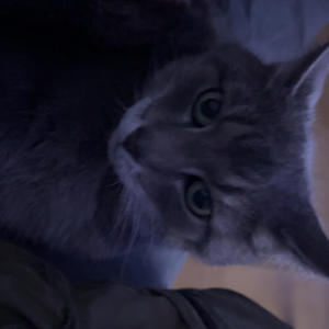 fan (feat. leonn) (Explicit)