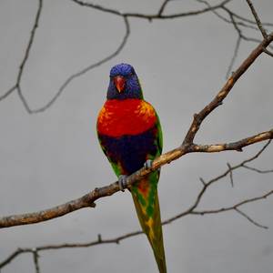 Ouuwaaa Freestyle (Explicit)