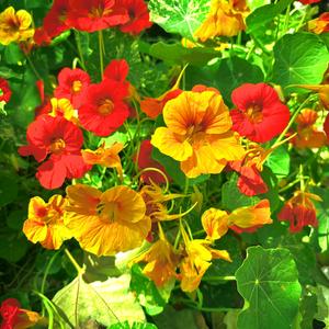 Limelight.wav (feat. Beckam) (Explicit)